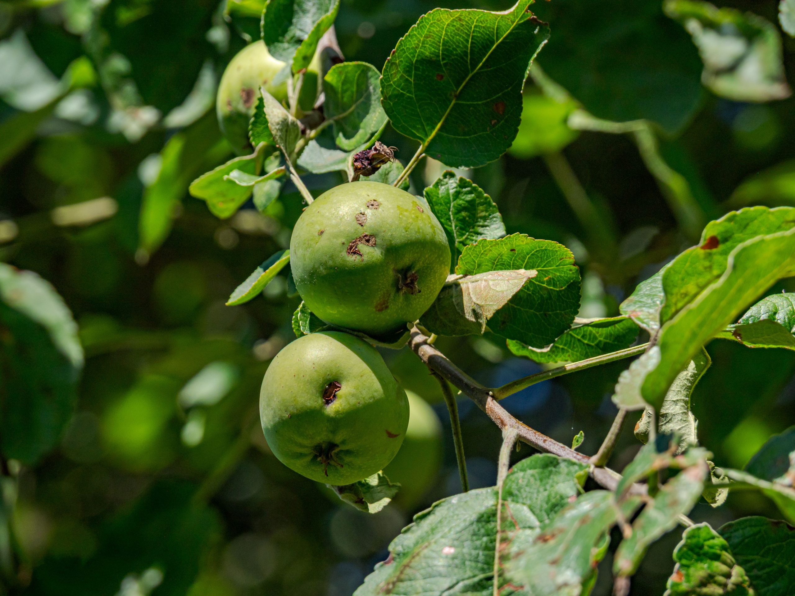 Obelų rauplės: dėmės ant lapų ir vaisių