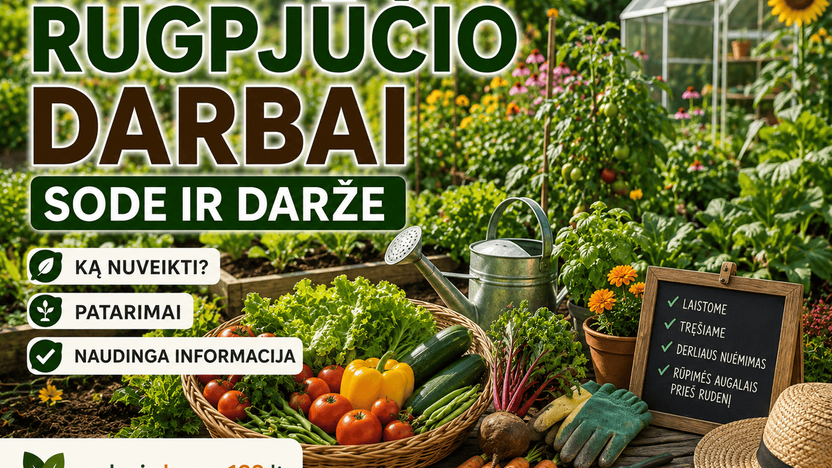 Rugpjūčio darbai sode ir darže