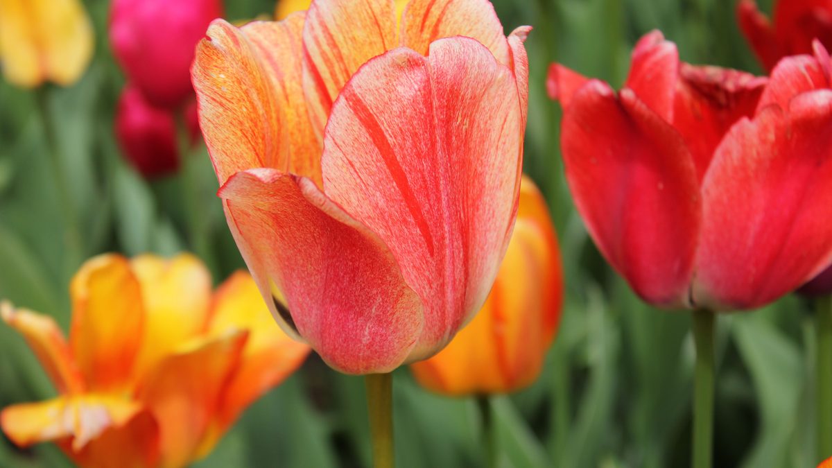 kada sodinti tulpes