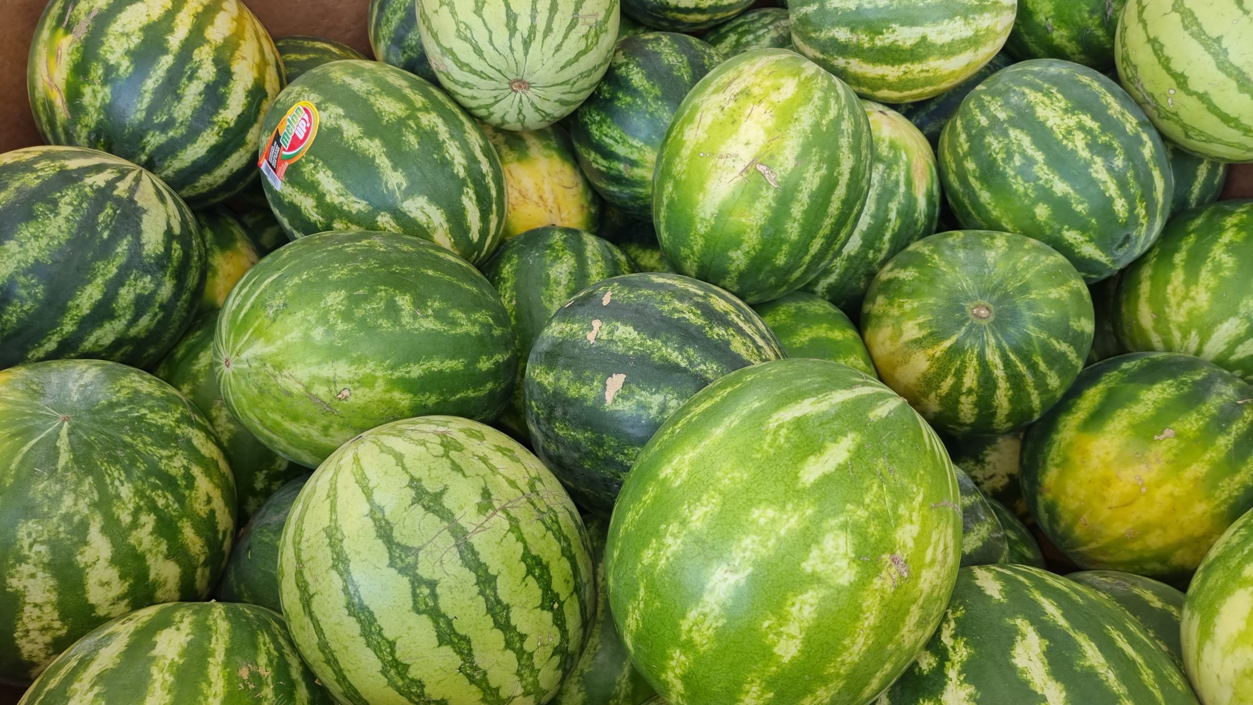 Arbūzai: auginimas šiltnamyje ir kada nuskinti