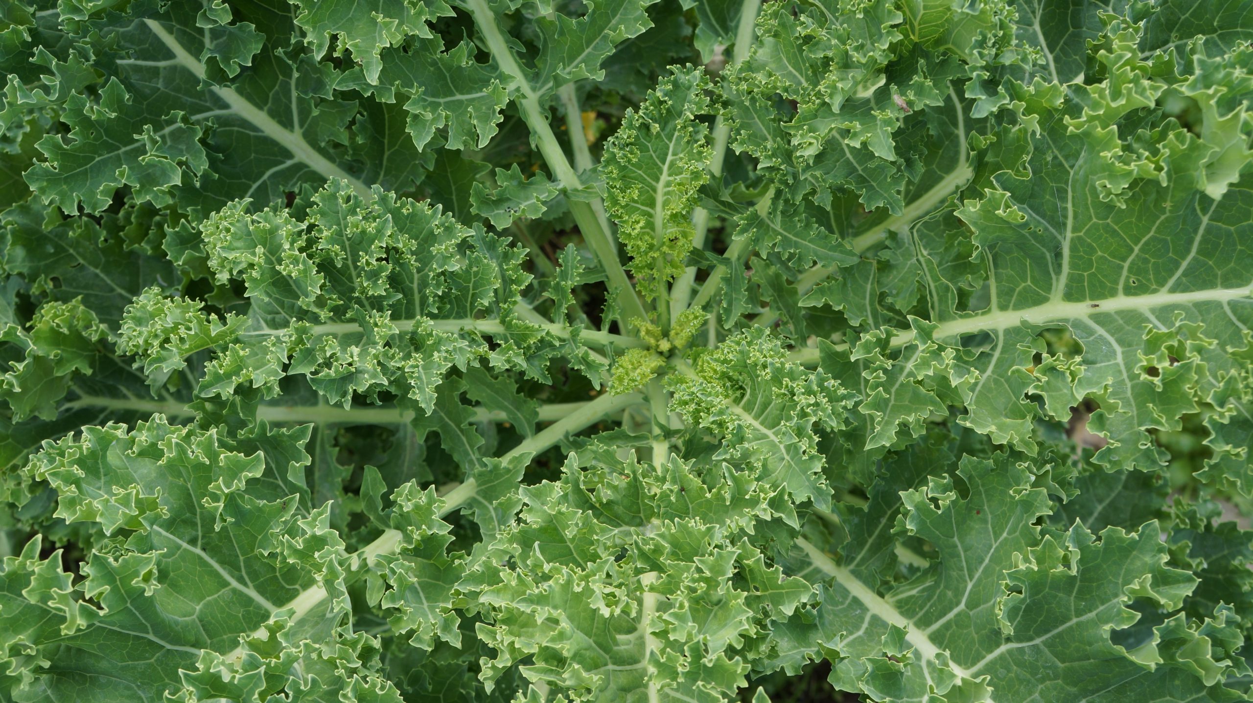 Lapiniai kopūstai (kale): derlius iki gruodžio