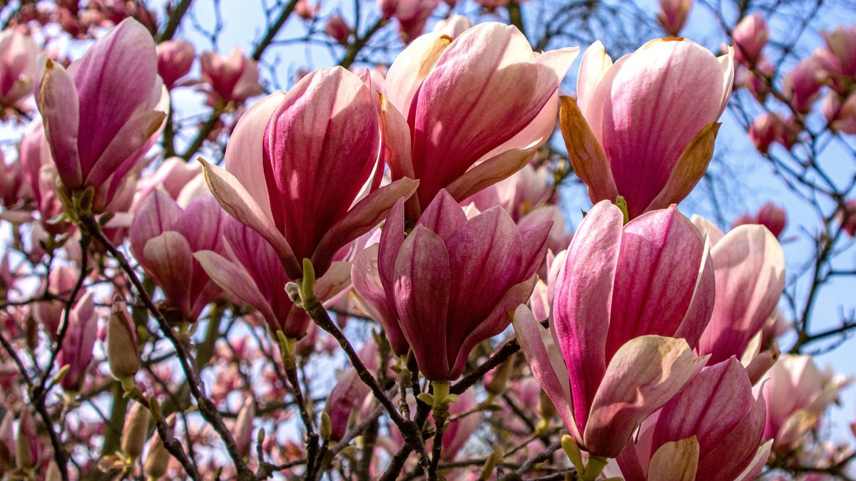 Magnolias in Lithuania