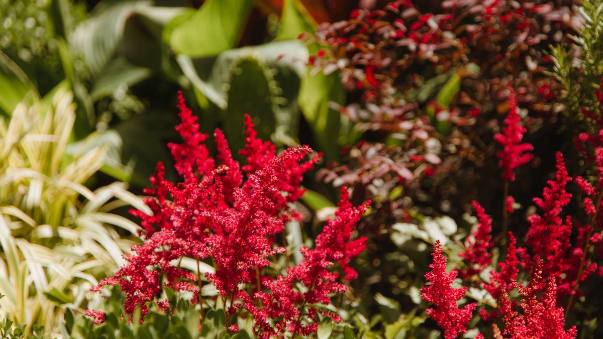 kada sodinti astilbes