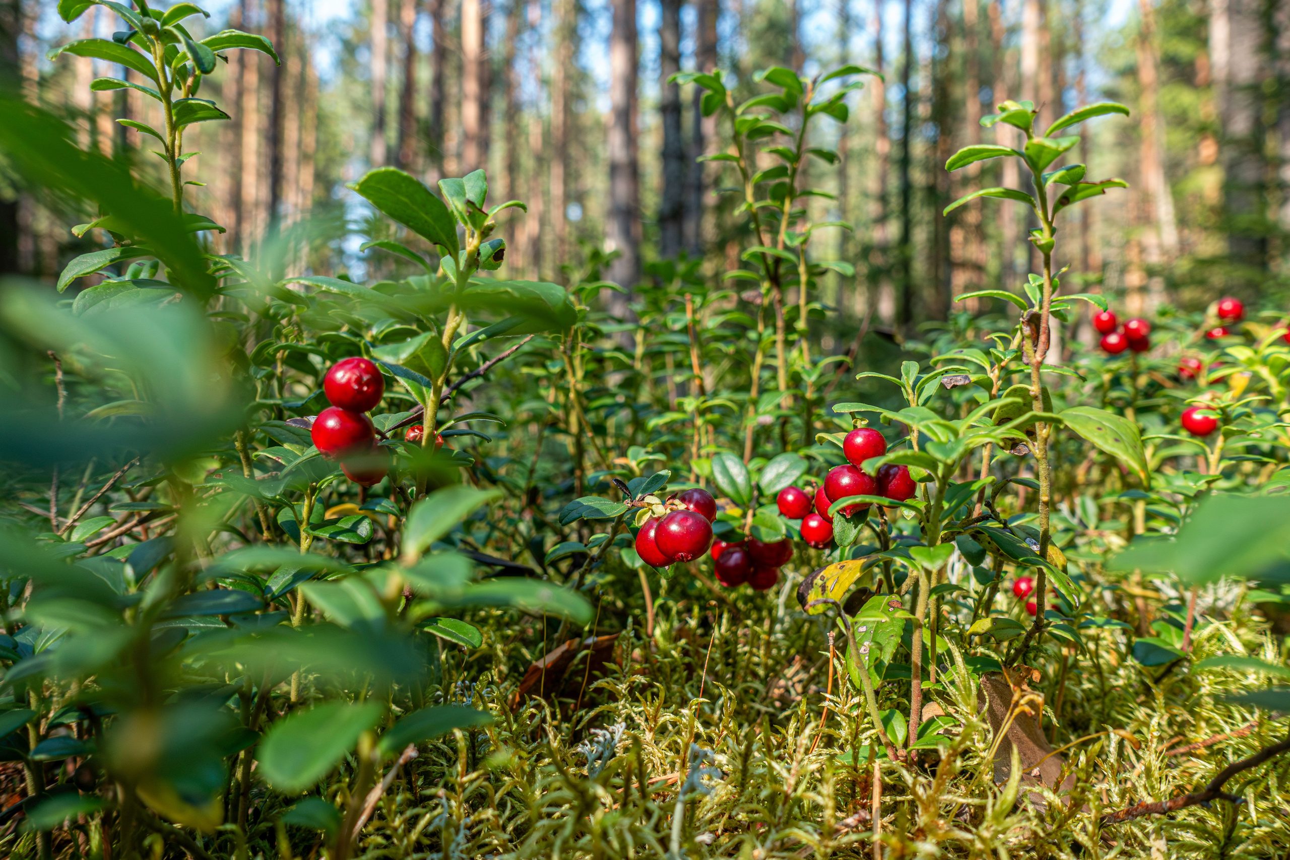 Sodinės bruknės: rūgšti dirva ir du derliai per sezoną