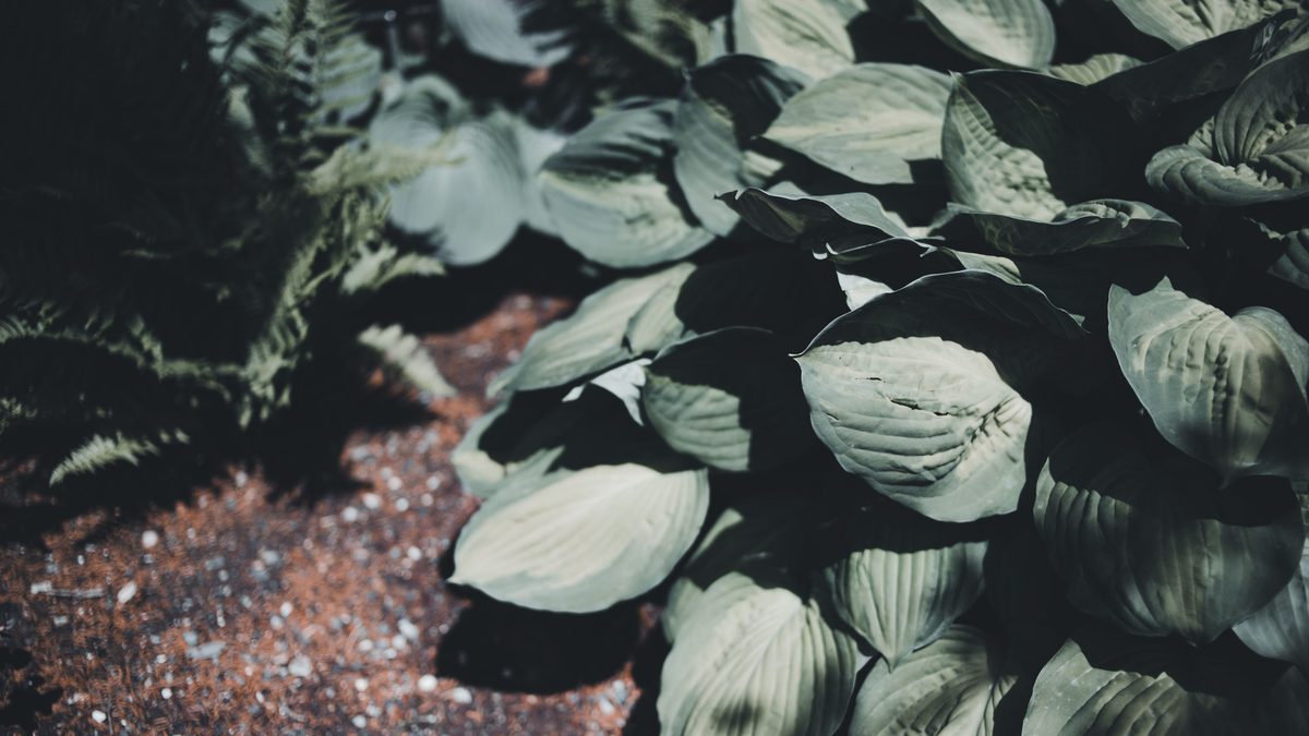 kada sodinti hostas