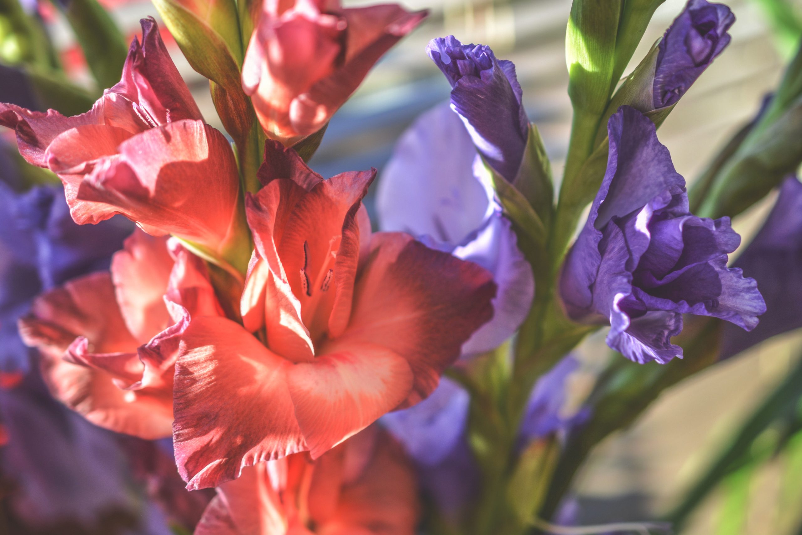 Kardeliai (gladiolės): sodinimas, kasimas ir laikymas