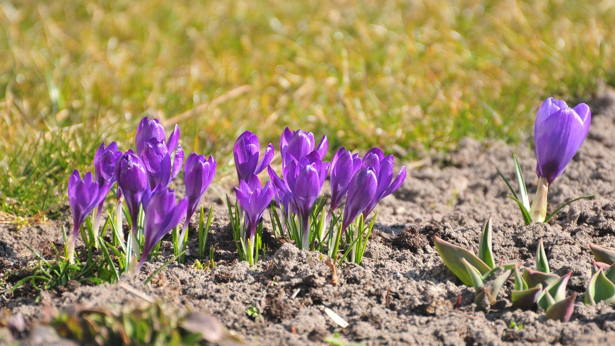 kada sodinti krokus