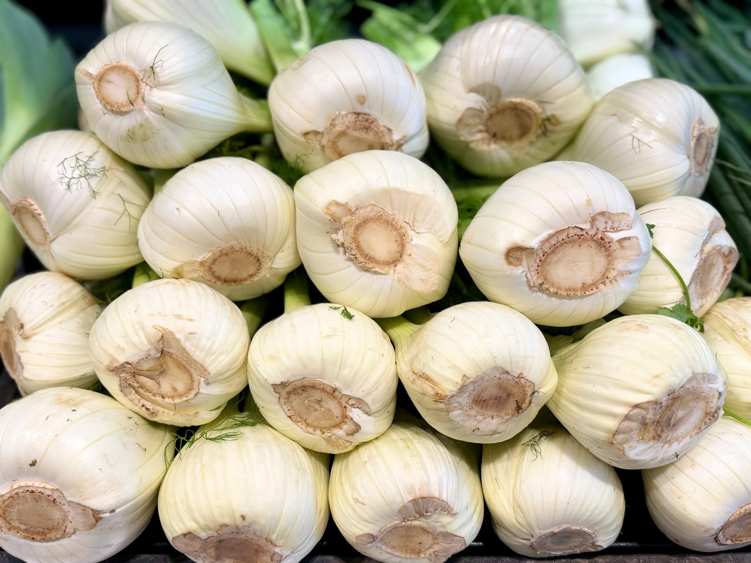 Pankoliai: vasarinė sėja ir gumbo kaupimas