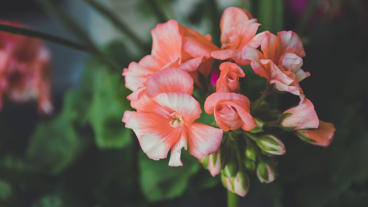 kada sodinti pelargonijas