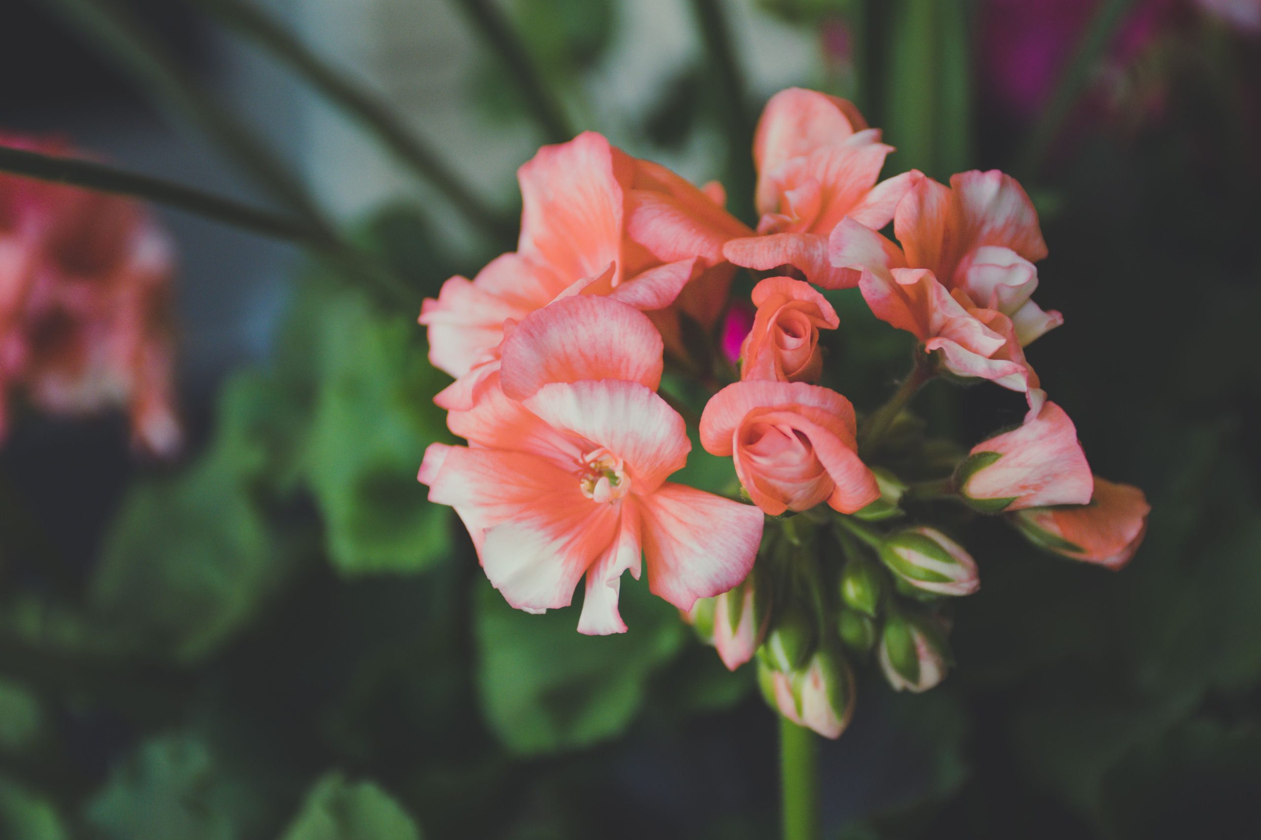 Pelargonijos: auginimas ir žiemojimas