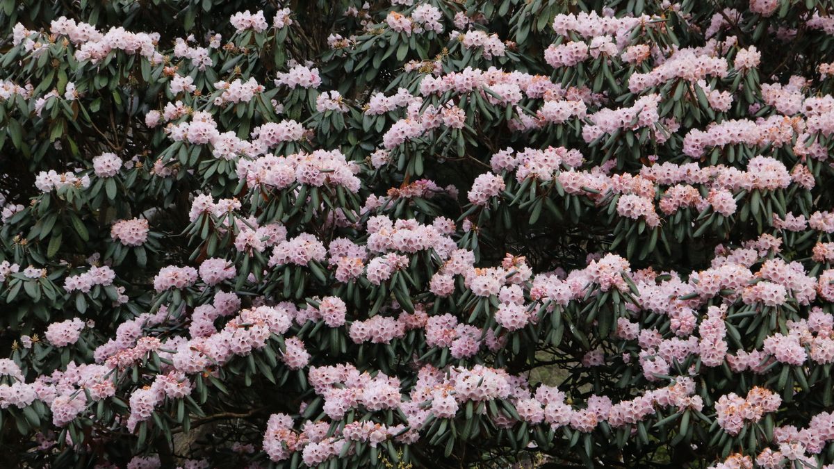 kada sodinti rododendrus