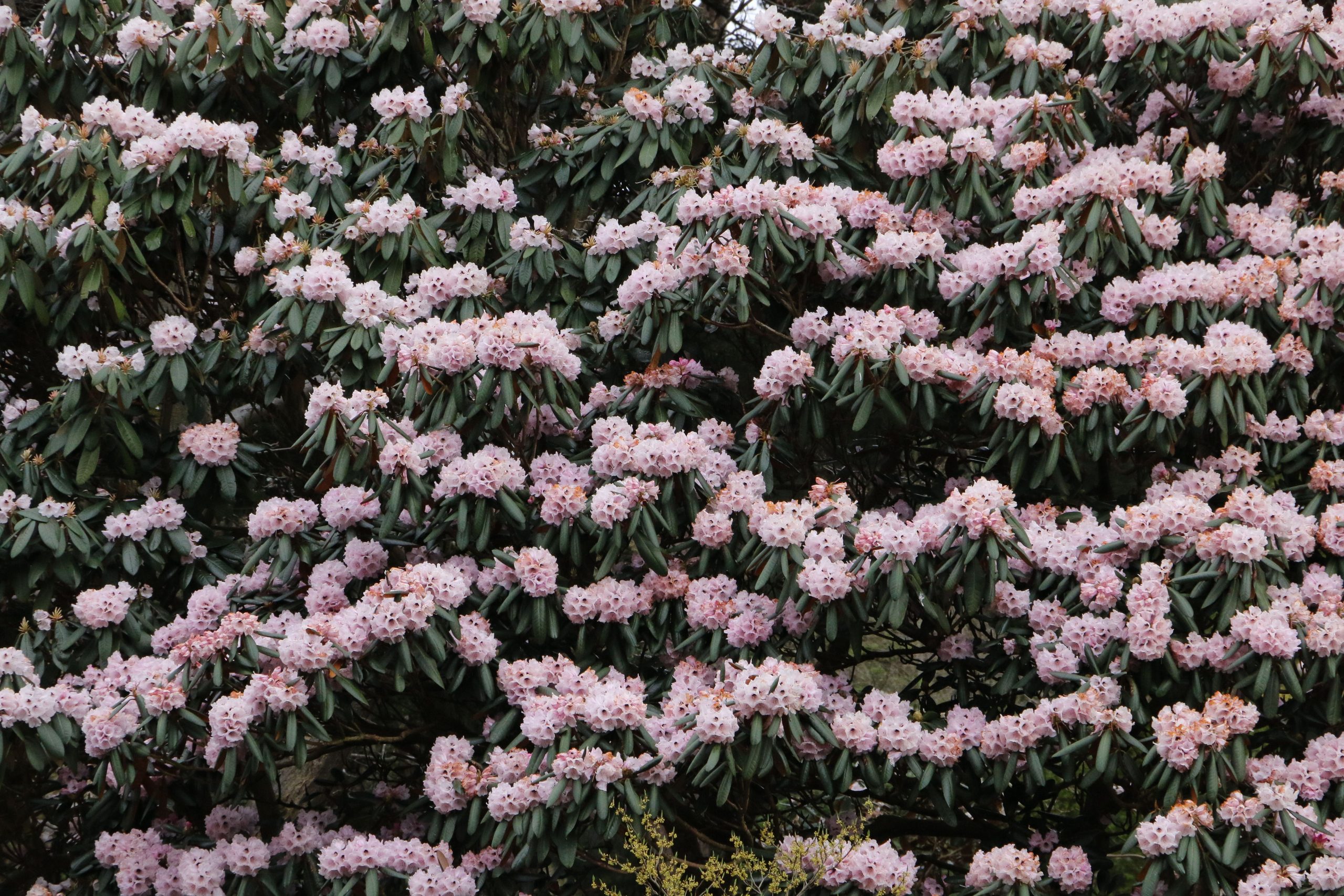 Rododendrai: rūgšti dirva ir apsauga nuo vasario saulės