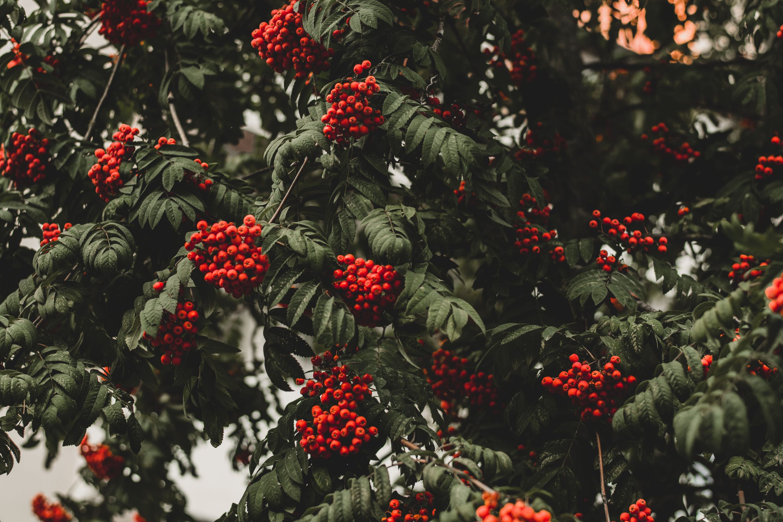 Šermukšniai: saldžiavaisės veislės ir uogų rinkimas